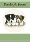 Cwn bach / Puppies