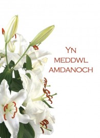 Cydym - Lili Wen / Symp - White Lily